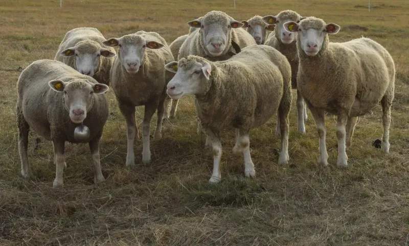 Ganadería Sierra del Jaral 13