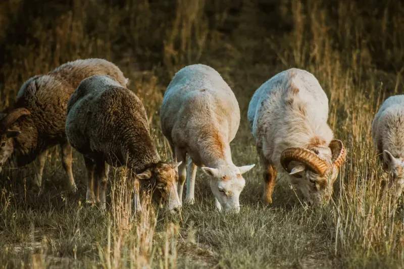 Ganadería Sierra del Jaral 15