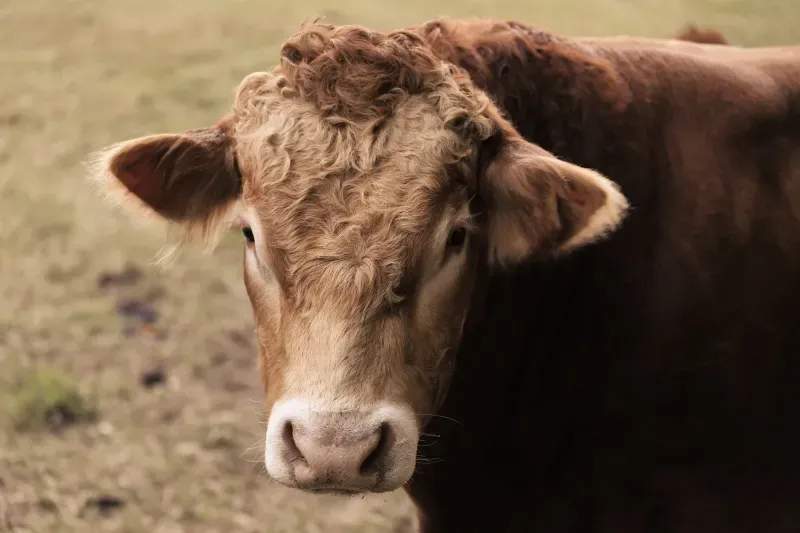 Gestión sanitaria y control veterinario